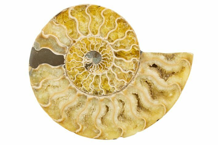 Cut & Polished Ammonite Fossil (Half) - Madagascar #345625